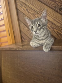 Odie - Photo 5