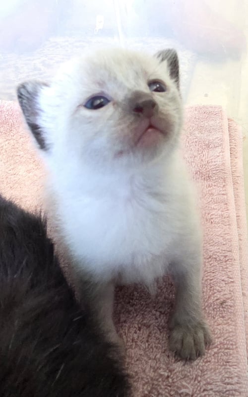 MIKIE - Siamese available for adoption