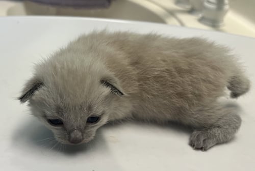 MIKIE - Siamese available for adoption