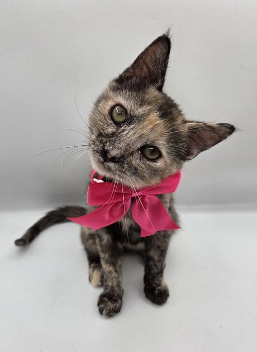 PEARL - Domestic Short Hair / Tortoiseshell available for adoption