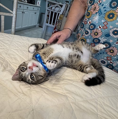 BENNETT - Tabby / Domestic Short Hair available for adoption