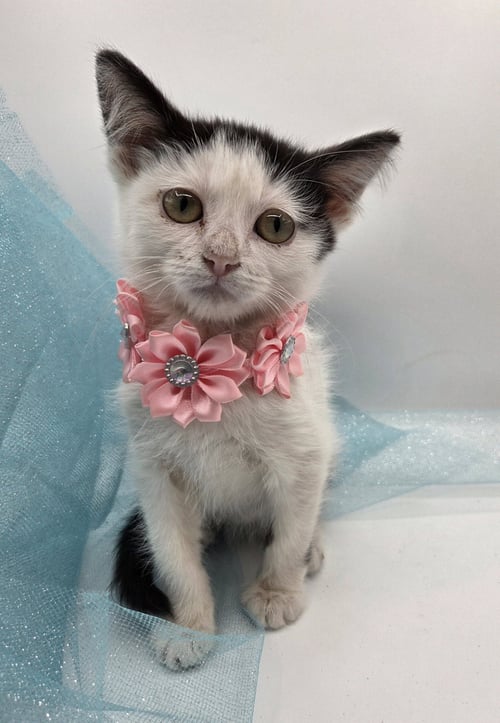 CHOMPER - Domestic Short Hair available for adoption
