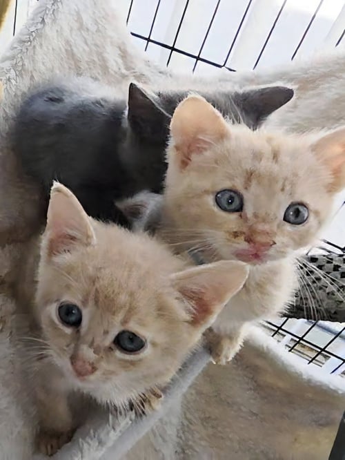 KOLE - Tabby / Domestic Short Hair available for adoption