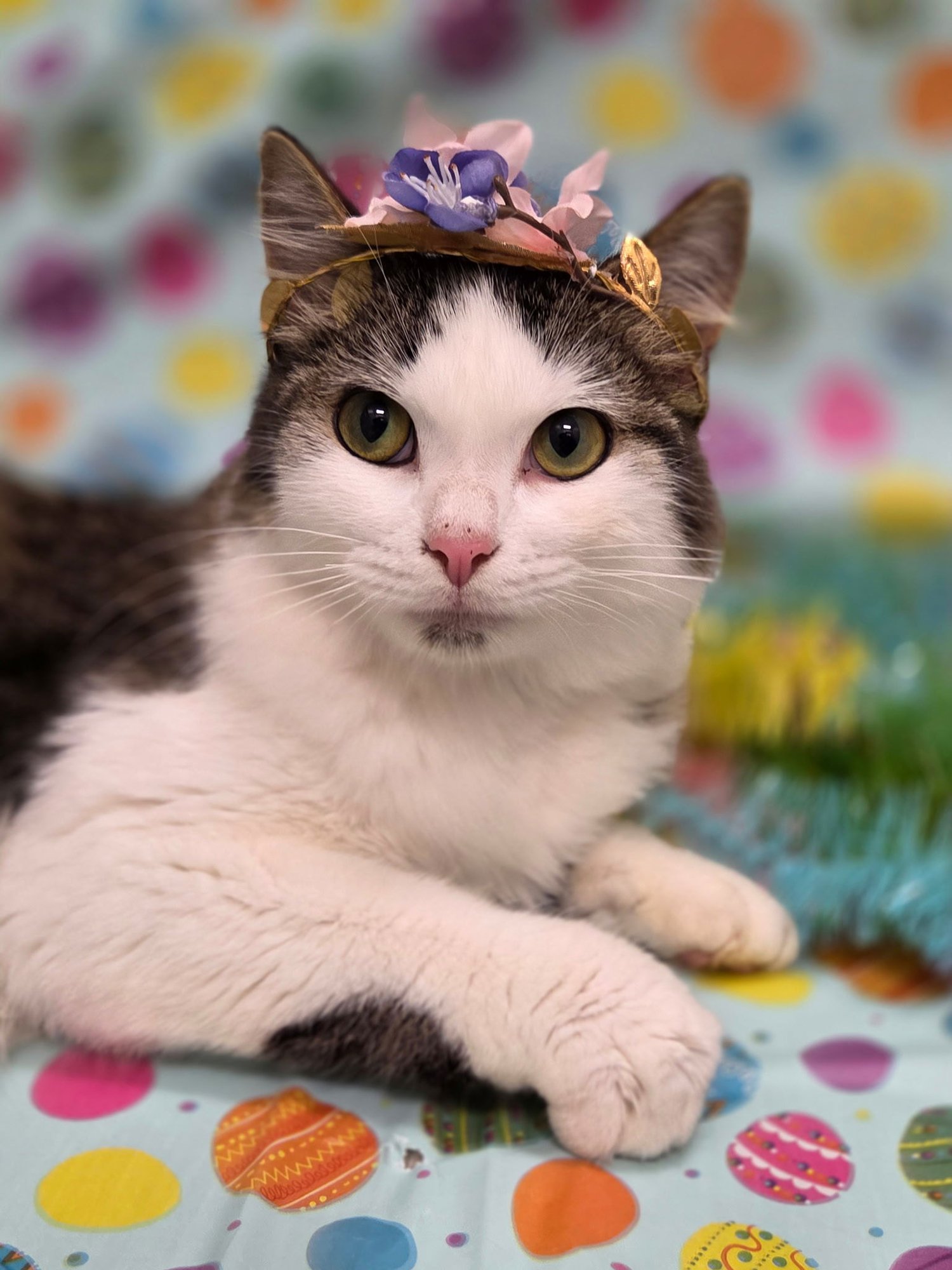 PRINCESS PURRINGTONS - Turkish Angora / Domestic Long Hair available for adoption