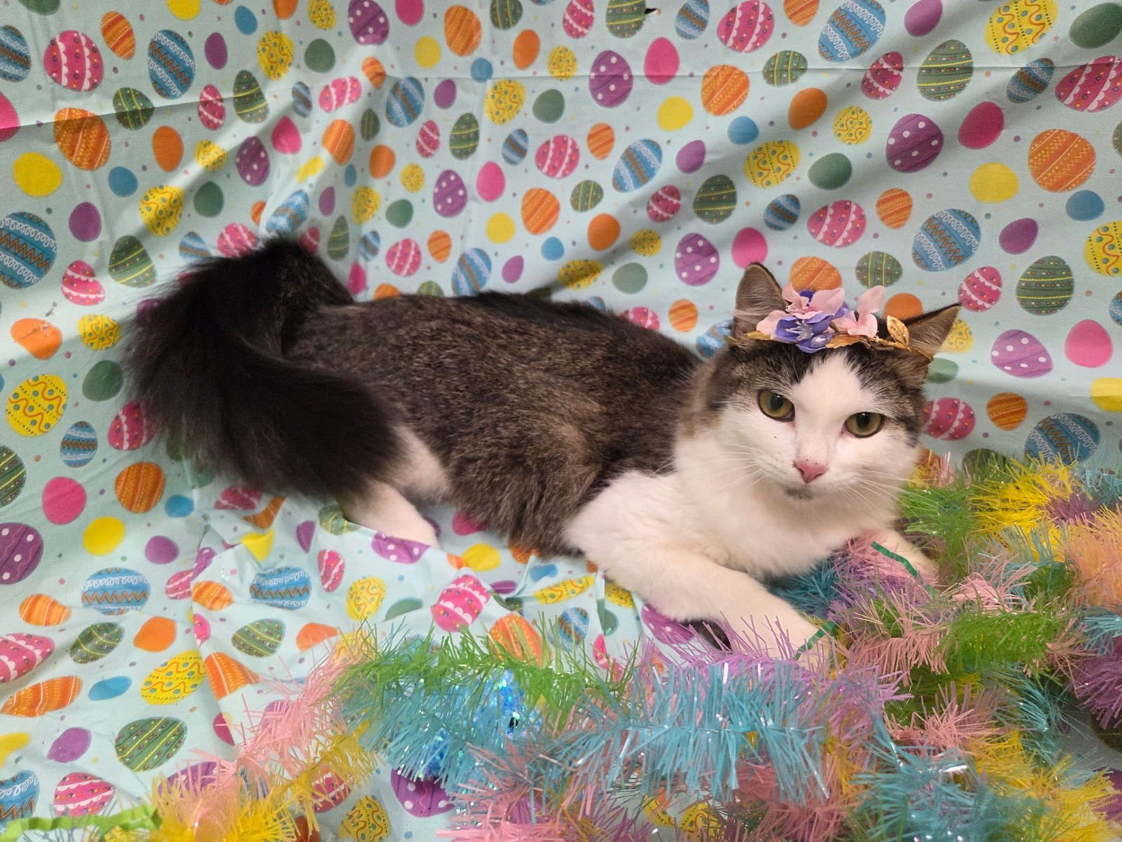 PRINCESS PURRINGTONS - Turkish Angora / Domestic Long Hair available for adoption