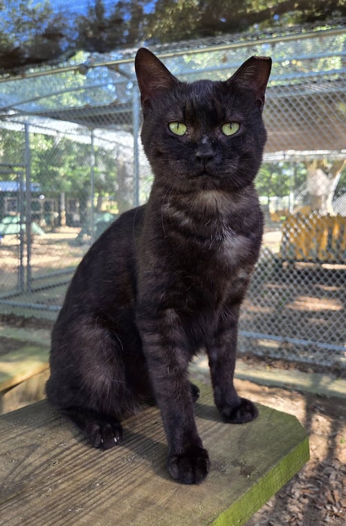 GRUMPY - Domestic Short Hair available for adoption