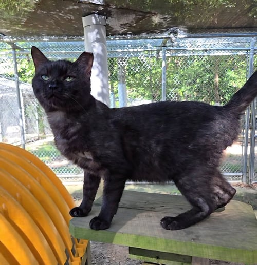 GRUMPY - Domestic Short Hair available for adoption