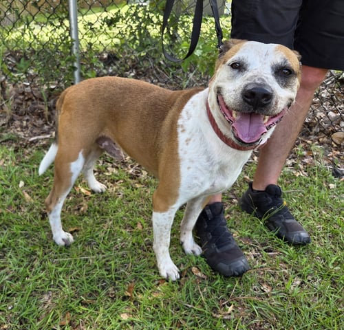 SCOOTER - Staffordshire Bull Terrier / Labrador Retriever available for adoption