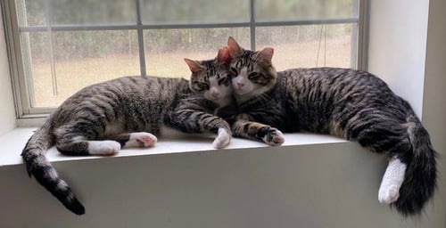 SPICE - Tabby / Tuxedo available for adoption