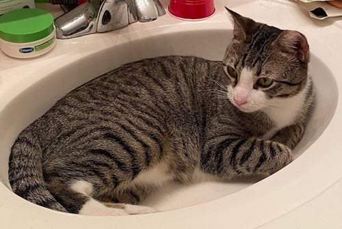 SPICE - Tabby / Tuxedo available for adoption