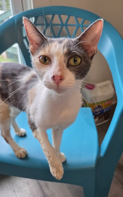 WINNIFRED - Domestic Short Hair / Calico available for adoption