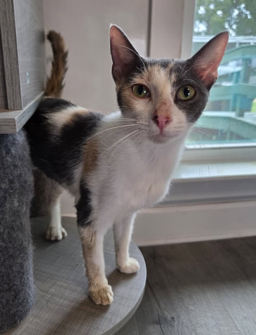 WINNIFRED - Domestic Short Hair / Calico available for adoption