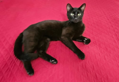 LINUS - Bombay / Domestic Short Hair available for adoption