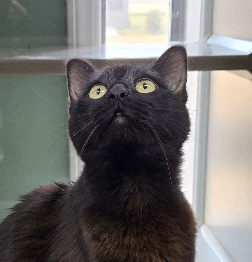 MAVIS - Domestic Medium Hair / Havana available for adoption