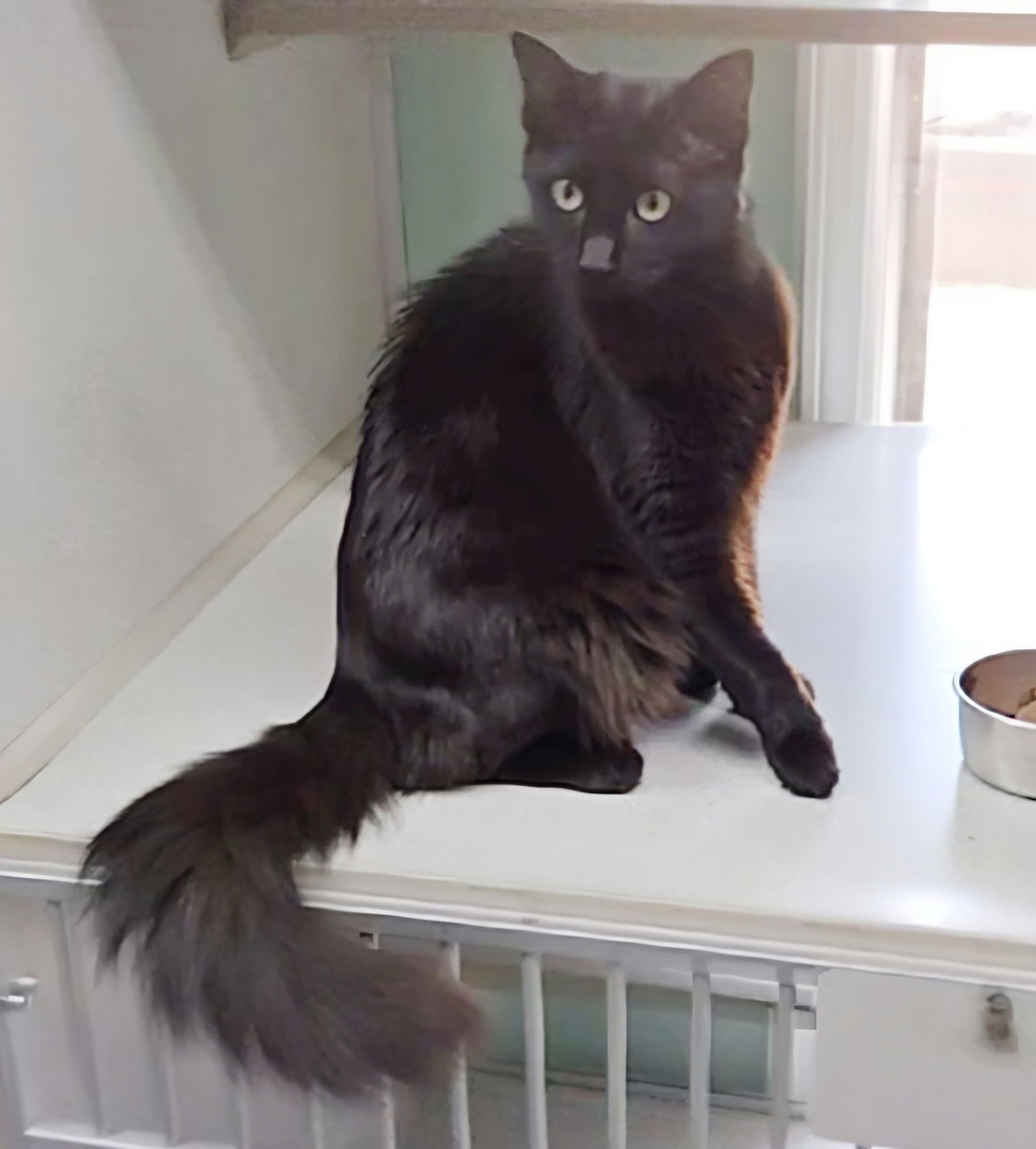 MAVIS - Domestic Medium Hair / Havana available for adoption