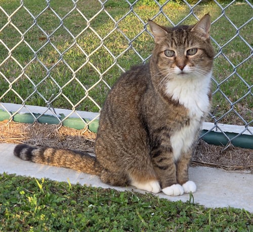 SARAH - Domestic Short Hair / Tabby available for adoption
