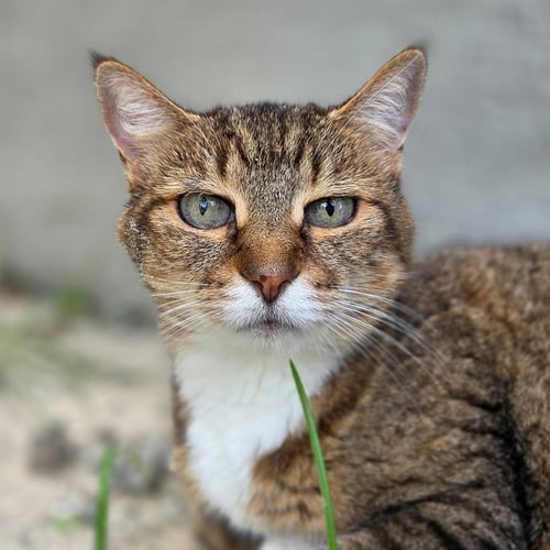 SARAH - Domestic Short Hair / Tabby available for adoption