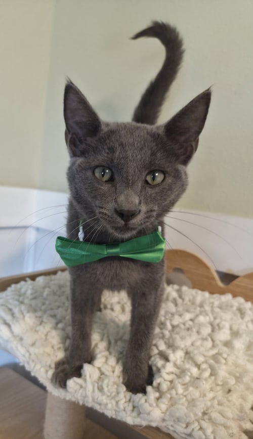 WALDO - Domestic Short Hair / Russian Blue available for adoption
