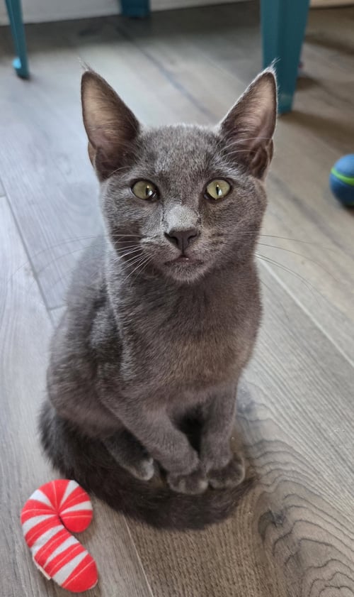 WALDO - Domestic Short Hair / Russian Blue available for adoption