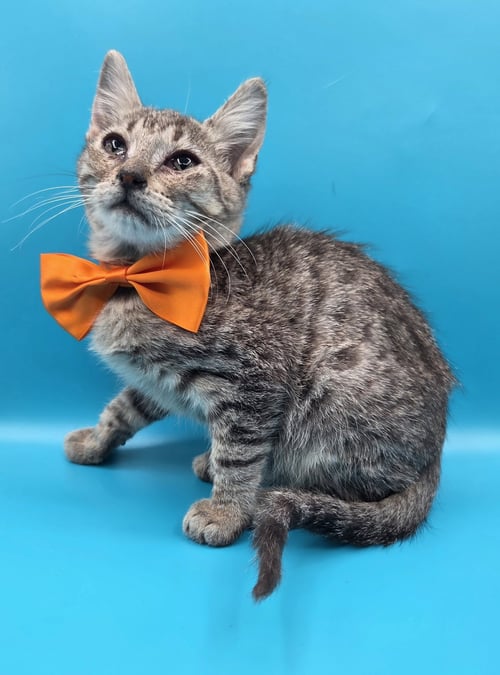 THE NUTS, ALMOND, CASHEW, PECAN, PEANUT - Domestic Short Hair / Tabby available for adoption
