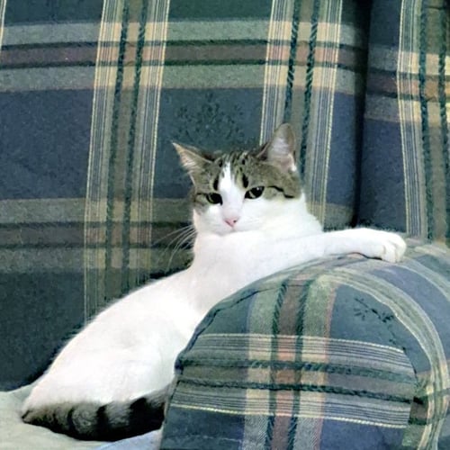 PHILLIPPA - Domestic Medium Hair for adoption in Mobile