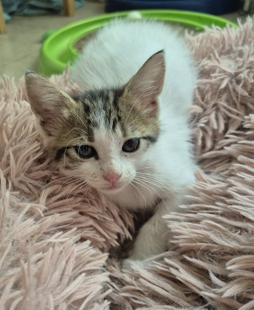 PHILLIPPA - Domestic Medium Hair available for adoption