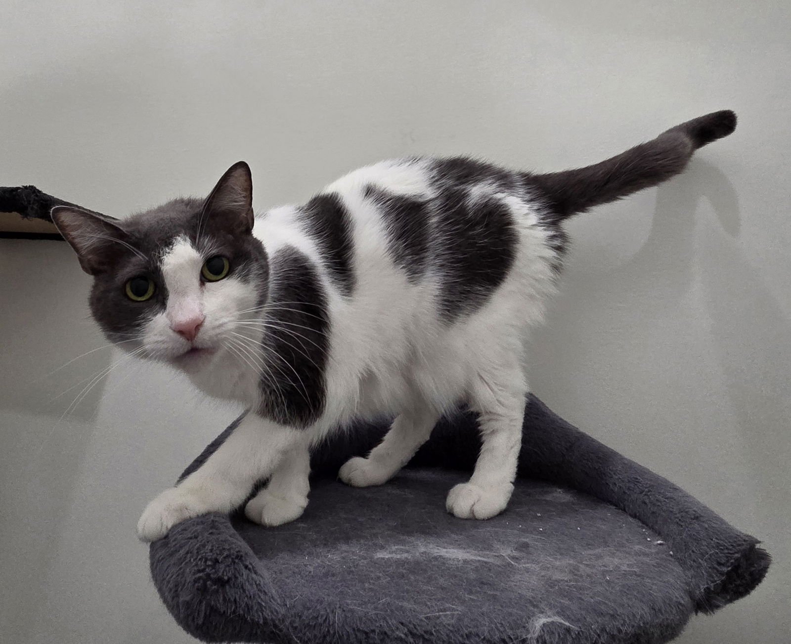 FRANKIE - Domestic Short Hair available for adoption