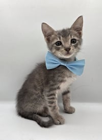 Percy - Photo 2