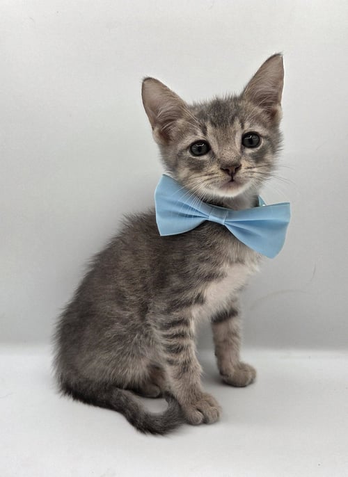PERCY - Domestic Short Hair / Tabby available for adoption