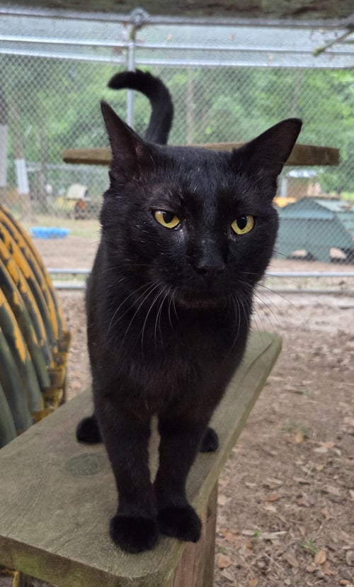 CRUMBLE - Domestic Short Hair / Bombay available for adoption