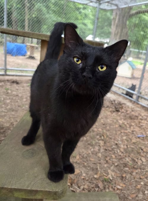 CRUMBLE - Domestic Short Hair / Bombay available for adoption