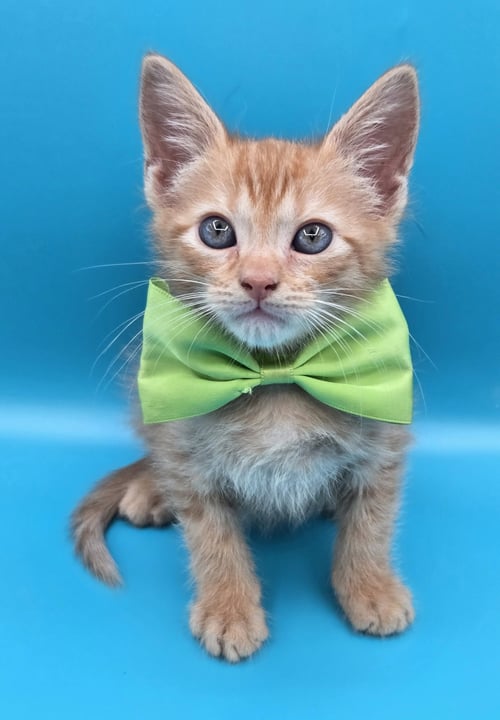 MILO