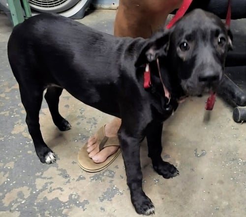 DAISY - Labrador Retriever available for adoption