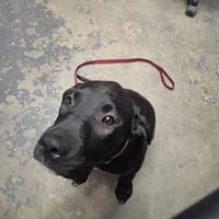 Daisy - Photo 1