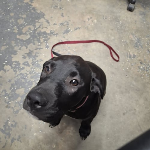 DAISY - Labrador Retriever available for adoption