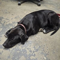 Daisy - Photo 3