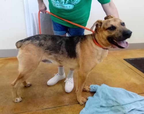 RIDGE - Doberman Pinscher / Catahoula Leopard Dog for adoption in Rochester