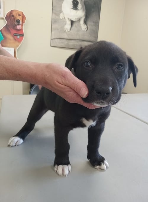 BUTTERNUT (NO MORE APPLICATIONS) - Black Labrador Retriever / Husky for adoption in Rochester