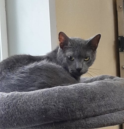 JIM - Domestic Short Hair available for adoption