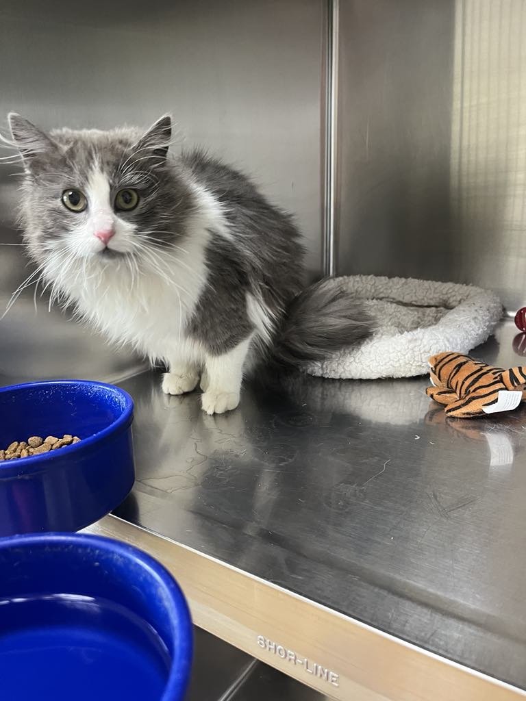 EUGENIE - Domestic Long Hair available for adoption