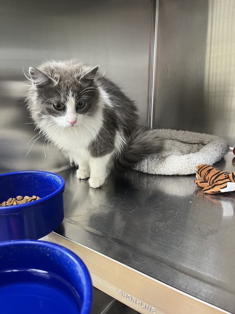 EUGENIE - Domestic Long Hair available for adoption