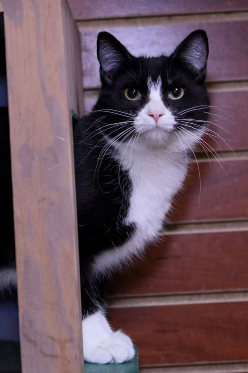 TEDDY - Domestic Short Hair available for adoption