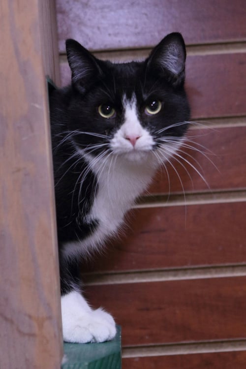 TEDDY - Domestic Short Hair available for adoption