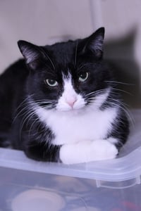 Teddy - Photo 12