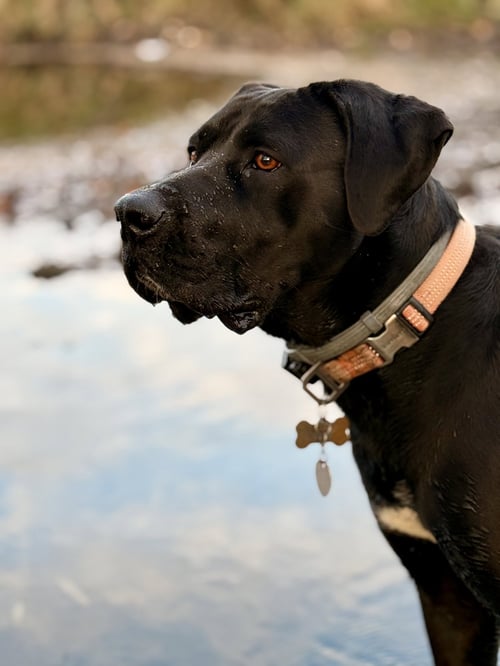 TULA - Mastiff / Black Labrador Retriever available for adoption