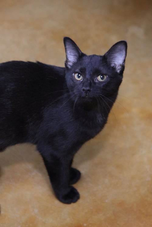 KIRBY - Domestic Short Hair available for adoption