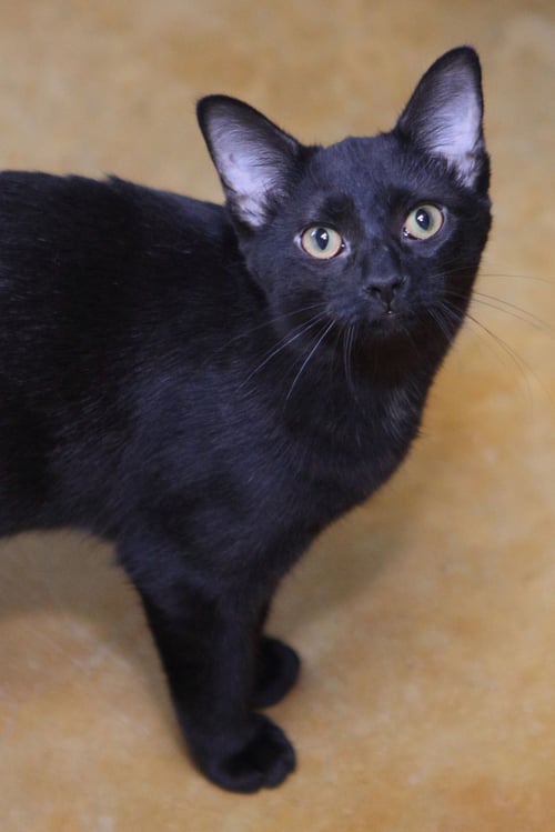 KIRBY - Domestic Short Hair available for adoption