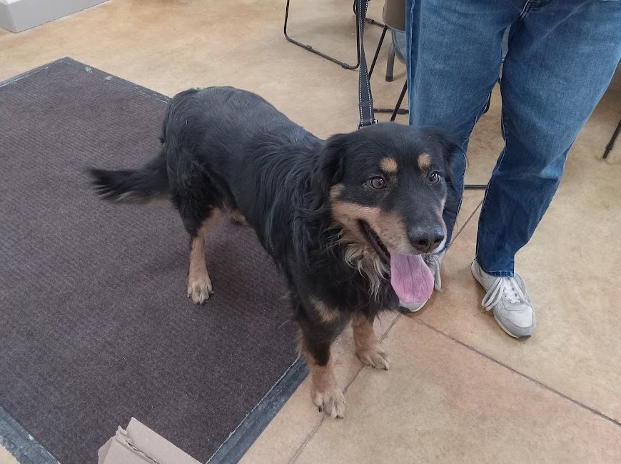 AMADEUS - Australian Shepherd / Shepherd for adoption in Rochester