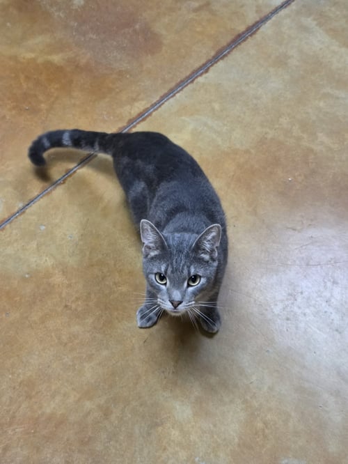CLARK - Tiger available for adoption