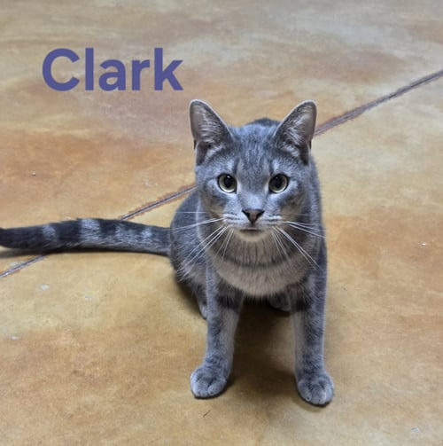 CLARK - Tiger available for adoption